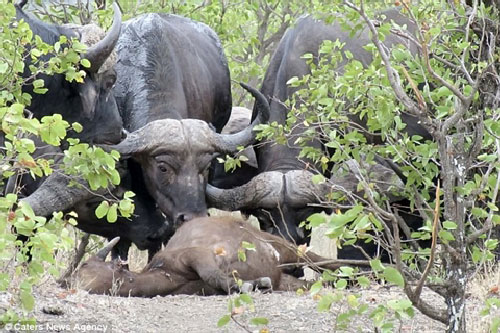 Trâu rừng tử chiến bầy sư tử giành lại xác con