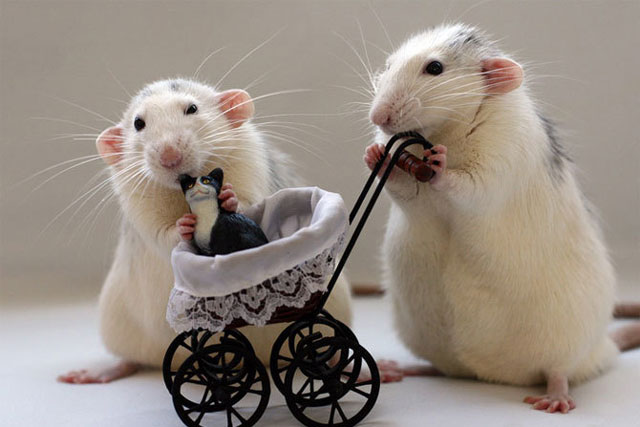 Phụ nữ kết hôn với 1 trong 4 con giáp nam này cả đời không lo thiếu tiền, ngồi mát ăn bát vàng