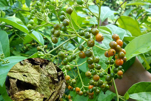 7 thảo dược quen thuộc ở Việt Nam nhưng có công dụng đặc biệt quý với sức khoẻ