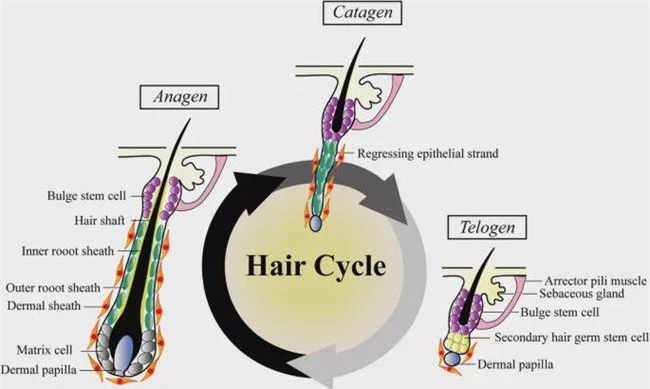 Hiện tượng bạc trắng đầu chỉ sau một đêm như trong phim có tồn tại ở bên ngoài đời thực hay không? - Ảnh 3.