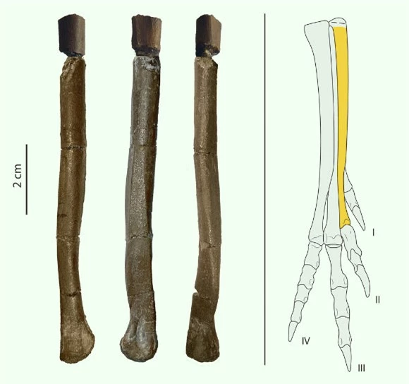 Một loài khủng long mới được phát hiện tại Tây Ban Nha có vẻ ngoài gần giống như loài chim hiện đại - Ảnh 3.