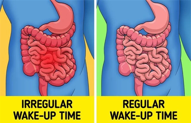 Thức dậy đúng giờ giúp tăng khả năng miễn dịch - Ảnh 7.