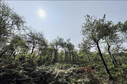 Đỉnh Lùng Cúng - điểm du lịch trải nghiệm hấp dẫn ở Yên bái