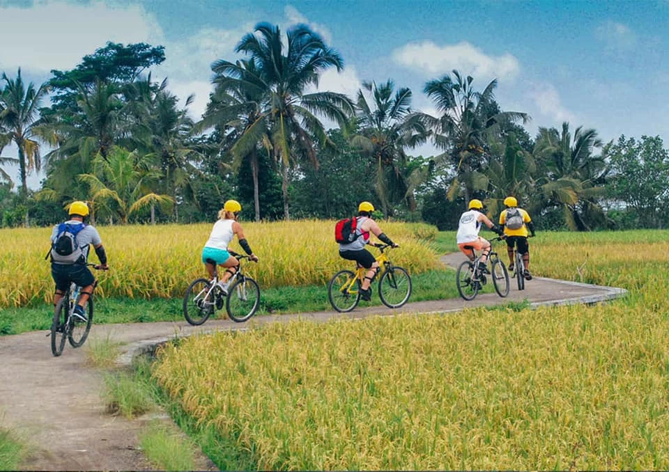 Những con đường men băng qua ruộng lúa vàng ươm mùa gặt. Ảnh: Lukapaulos.