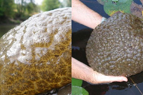 Phát hiện sinh vật lạ từng tồn tại cách đây 470 triệu năm