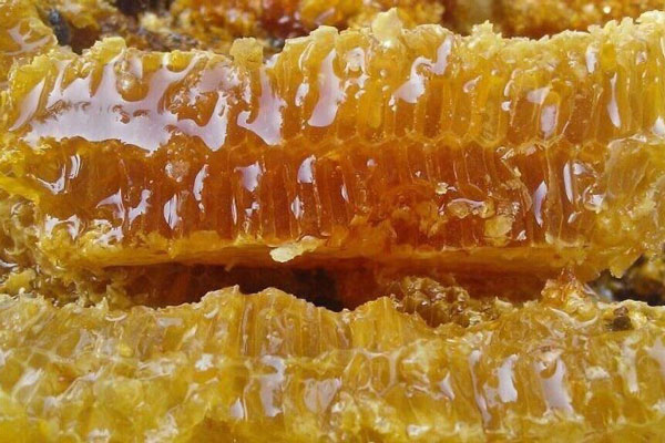 Phân biệt mật ong rừng, mật ong nuôi và mật ong pha trộn nước đường