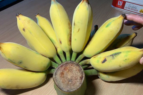 3 cách ăn chuối giảm cân vừa ngon lại đẹp dáng, rất tốt cho sức khỏe