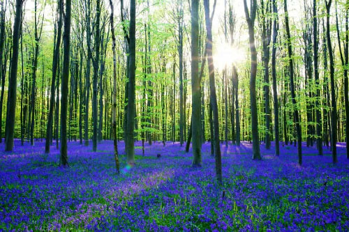 Chiêm ngưỡng những khu rừng đẹp nhất thế giới