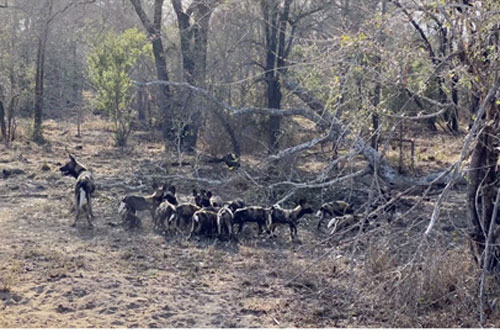 Kinh hoàng cảnh chúa sơn lâm phục kích ổ chó rừng