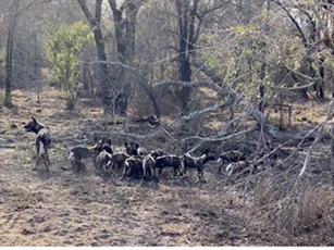 Kinh hoàng cảnh chúa sơn lâm phục kích ổ chó rừng