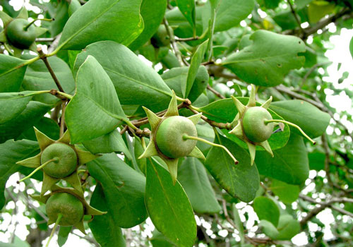 Nơi nào được gọi là xứ bần của miền Tây?