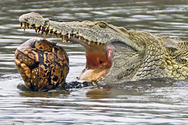 Cá sấu bất lực phá mai rùa: Hành động sốc