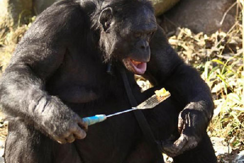 Những loài động vật có trí thông minh của con người