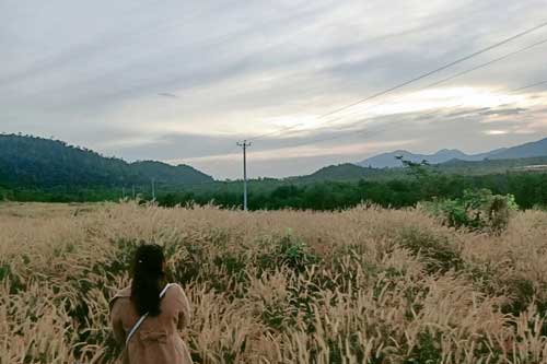 Cánh đồng cỏ lau làm say lòng khách đến Bình Thuận