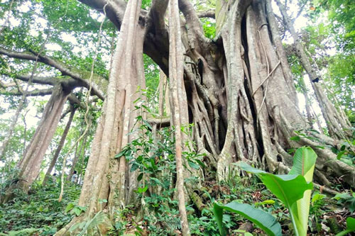 Bí ẩn rừng đa cổ thụ miền sơn cước