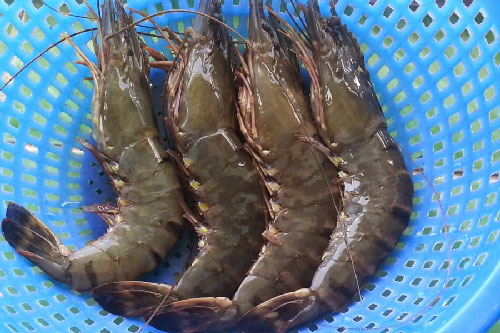 Tôm có ‘hạ giá sập sàn’, rẻ như cho cũng tuyệt đối không mua khi có một điểm này