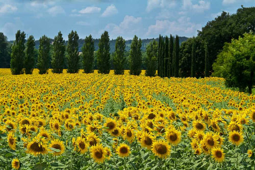 Mãn nhãn với những cánh đồng hoa đẹp ngất ngây trên thế giới