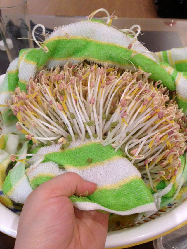 Mẹ đảm đang làm giá đỗ xanh tại nhà bằng chai nhựa, vỏ hộp