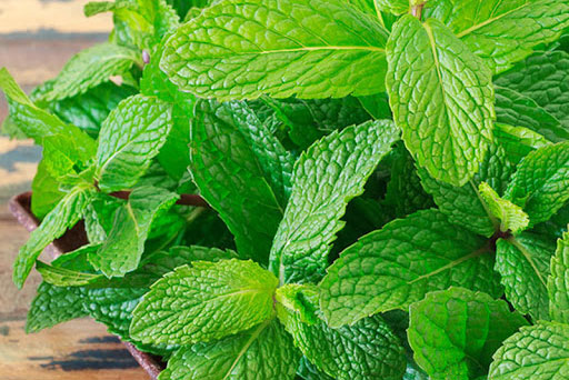 7 loại cây dễ trồng trong nhà vừa lọc sạch không khí lại làm thuốc chữa bệnh