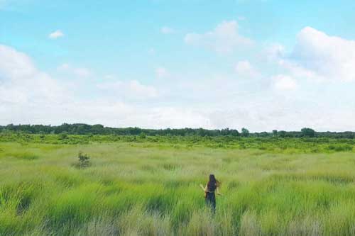 Về thăm rừng thuốc “độc nhất miền Tây” ở Long An