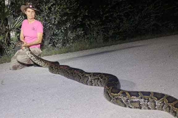 Bang Florida diệt trăn bằng cách… đưa lên bàn nhậu