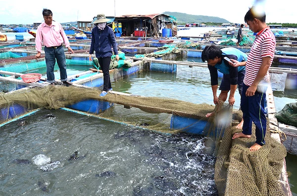 Do ảnh hưởng của dịch Covid-19, hàng trăm tấn cá lồng bè trên địa bàn tỉnh đang tồn đọng do không có người thu mua.