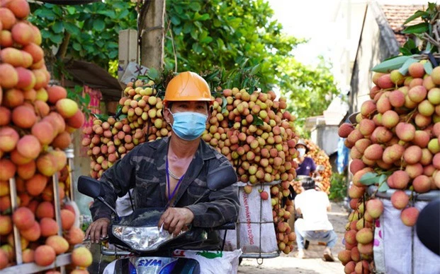 Bắc Giang có ngày bán tới 9.000 tấn vải - Ảnh 1.