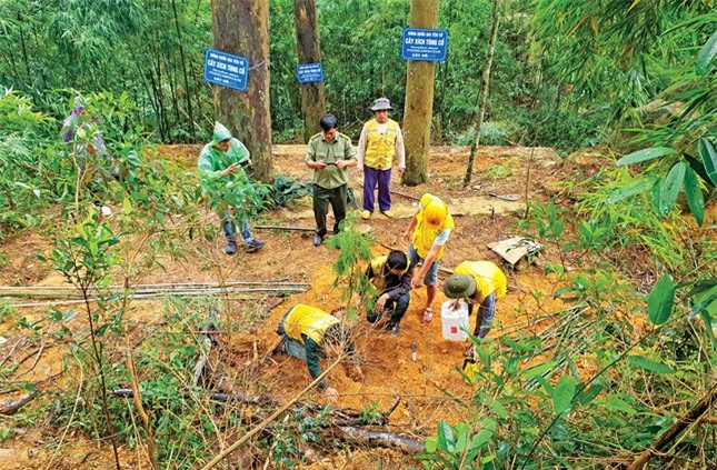 Bí ẩn linh mộc tụ khí thiêng Yên Tử ảnh 1
