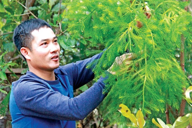 Bí ẩn linh mộc tụ khí thiêng Yên Tử ảnh 3