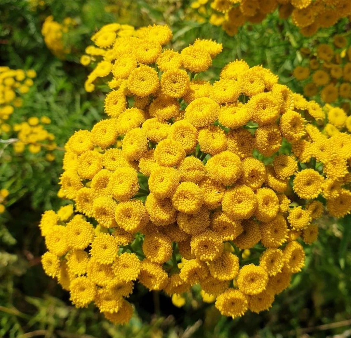 Với những bông hoa màu vàng tươi,cúc hương ngải nổi tiếng với tác dụng đuổi ruồi.Bạn có thể chà xát lá lên da hoặc để trong nhà.Mùi thơm sẽ được tỏa ra và ruồi sẽ không vào nhà./