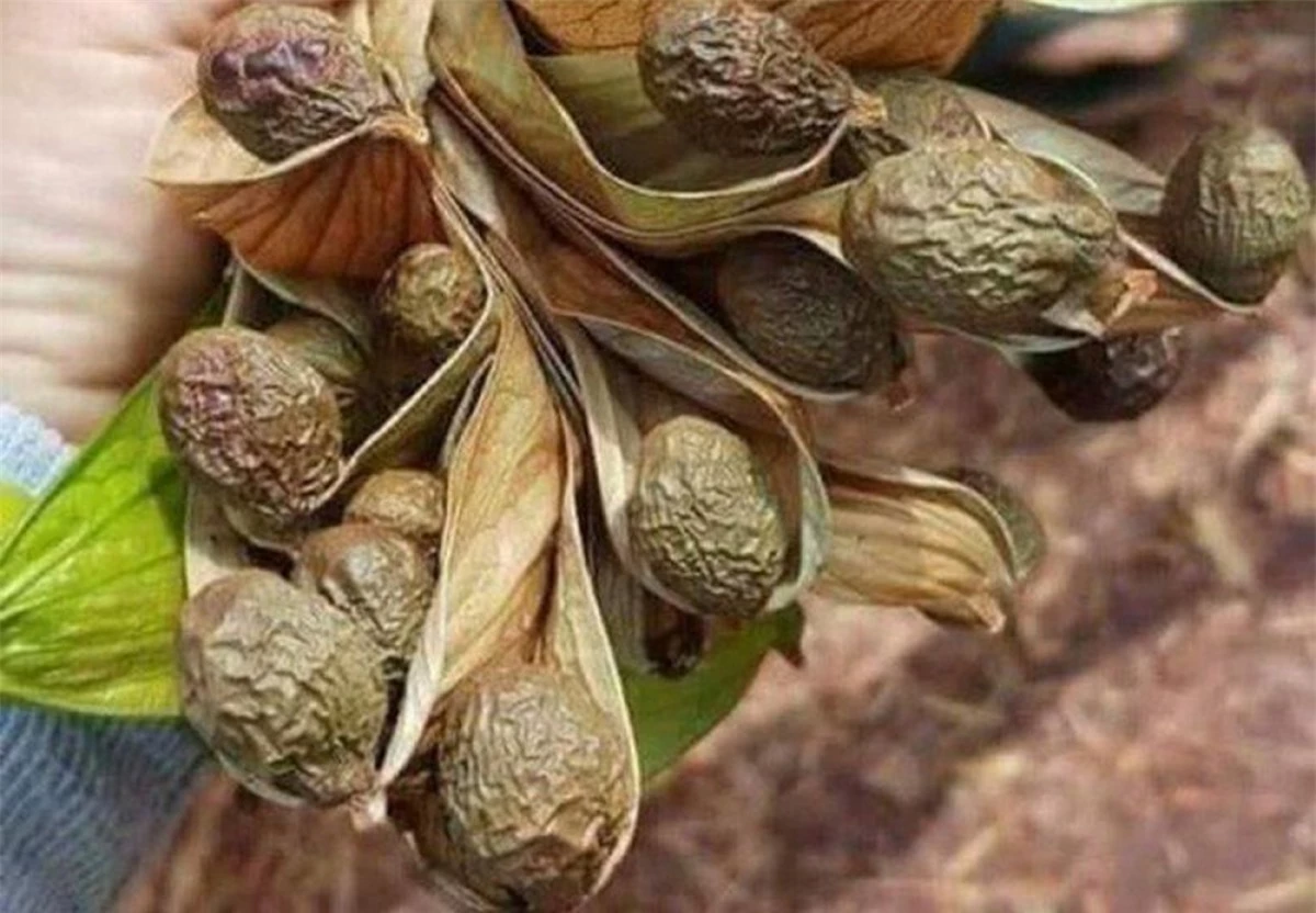 Hiện nay, quả ươi được thương lái thu mua với giá từ 150.000 - 350.000 đồng/kg.