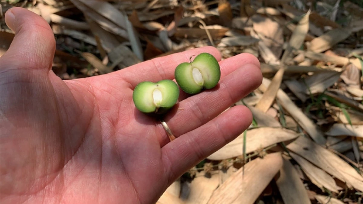 Còn đây là quả của cây nứa - một loại cây cũng thuộc họ tre. Nứa ra quả cũng là một hiện tượng rất hiếm gặp nên muốn thưởng thức cũng khó có cơ hội.