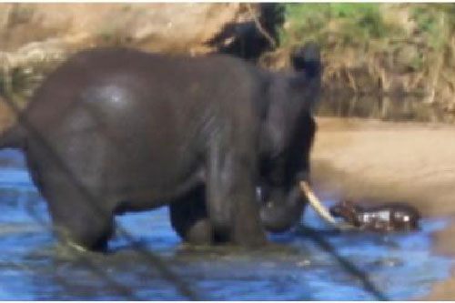 Voi nổi điên, tấn công điên loạn hà mã con