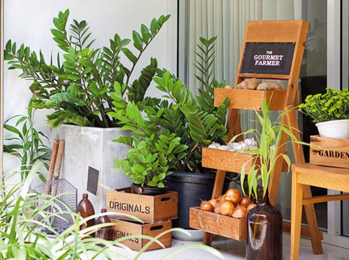 Những cách chăm sóc cây cảnh trong nhà để cây luôn đẹp và tươi tốt