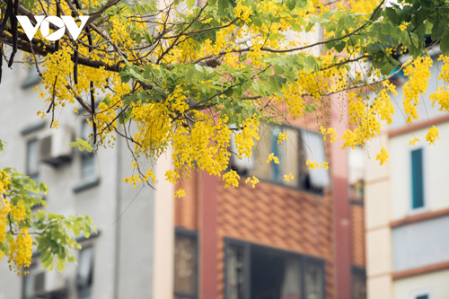 Ngắm hoa muồng hoàng yến nhuộm vàng đường phố Hà Nội