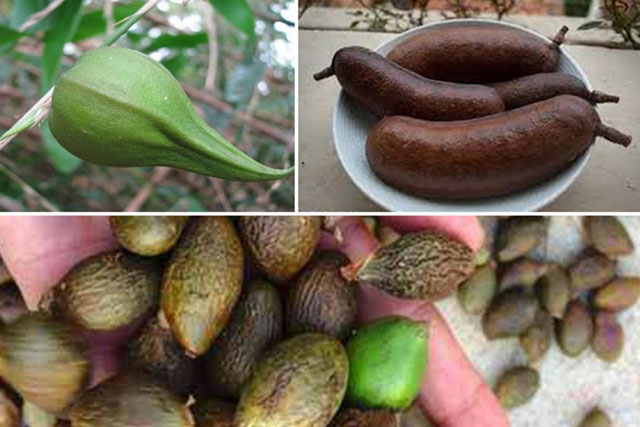 Những loại quả hiếm gặp, giá đắt nhưng ai cũng muốn mua về ăn thử