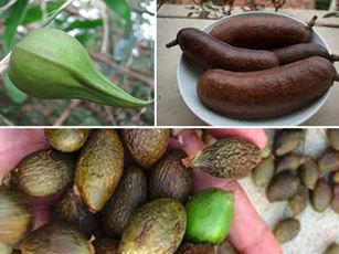 Những loại quả hiếm gặp, giá đắt nhưng ai cũng muốn mua về ăn thử