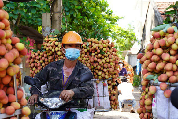 Bắc Giang có ngày bán tới 9.000 tấn vải