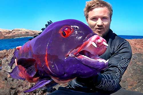 Thợ câu bắt được con cá 'quái vật' mắt đỏ ngầu như máu và răng như ma cà rồng