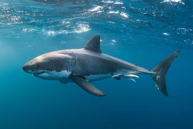 Sự kiện bí ẩn cách đây 19 triệu năm gần như xóa sổ loài cá mập trên Trái Đất