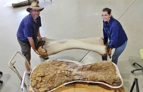 Hóa thạch khủng long khổng lồ được phát hiện ở Úc