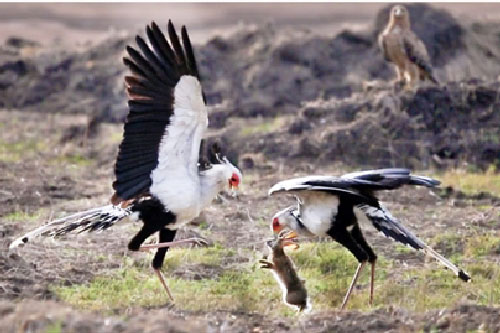 Diều ăn rắn khoe vũ điệu thợ săn