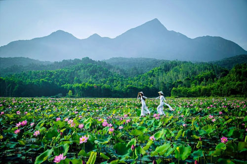 Vẻ đẹp hút mắt ở đầm sen Trà Lý xứ Quảng