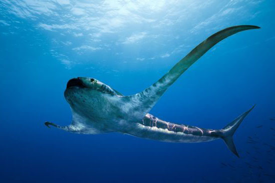 Cá mập cổ đại có 'đôi cánh' dài 2 m?