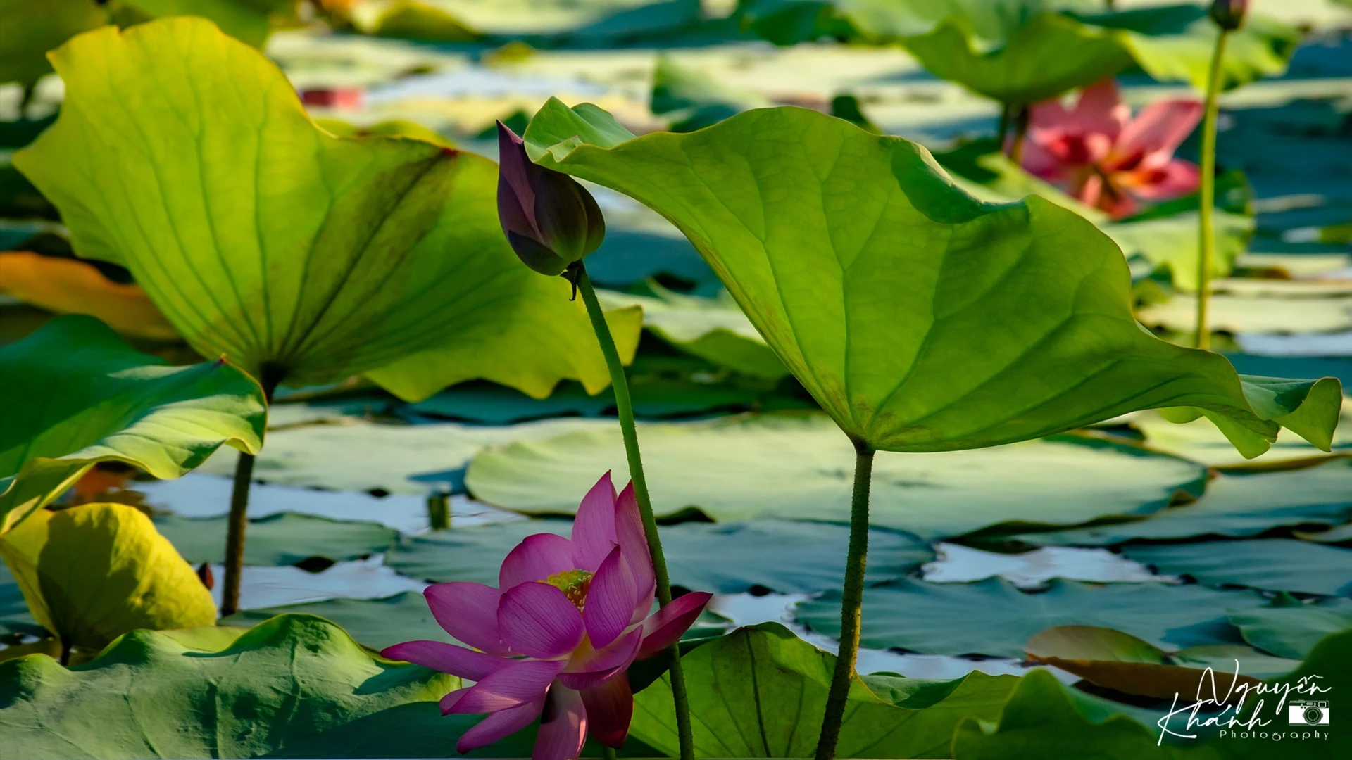 “Trong đầm gì đẹp bằng sen. Lá xanh bông trắng lại chen nhị vàng…”, câu ca dao đã nói lên vẻ đẹp của hoa sen - loài hoa luôn khoe sắc tươi sáng. Ở Việt Nam, hoa sen được coi là quốc hoa và mang nhiều ý nghĩa biểu tượng nhân văn sâu sắc. Hình ảnh hoa sen gắn liền với đời sống của người dân Việt Nam. Ảnh: Nguyễn Chí Khánh.