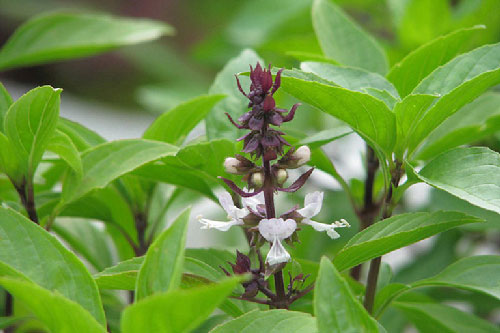 Lợi ích tuyệt vời của rau húng quế có thể bạn chưa biết