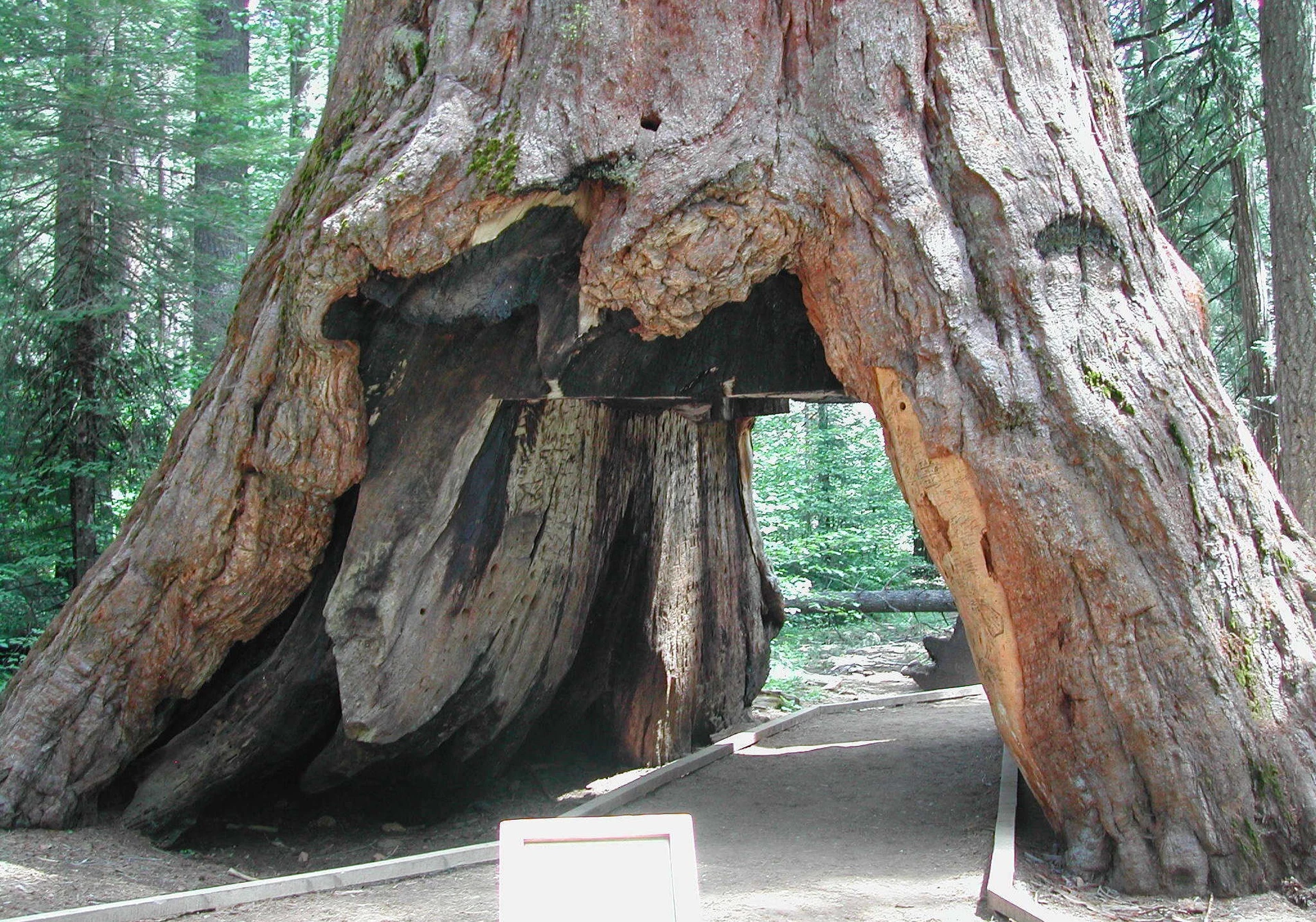 Hầm thân cây (California, Mỹ): Pioneer Cabin là cây cù tùng nổi tiếng ở Công viên Calaveras Big Trees. Gần gốc cây có một hốc lớn, được khoét vào thập niên 1880. Tuy nhiên, vào năm 2017, cây này đã bị đổ do thời tiết khắc nghiệt của mùa đông. Ảnh: NPR.