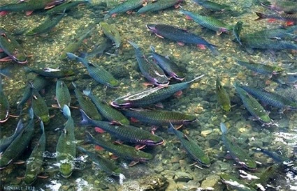 Suối cá thần Cẩm Lương - Điểm du lịch kỳ thú