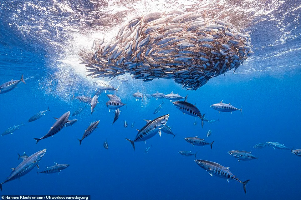 Hannes Klostermann, nhiếp ảnh gia Đức, giành giải nhì hạng mục Khám phá đại dương. Tác phẩm gây ấn tượng với khoảnh khắc đàn cá ngừ vằn đang săn "quả bóng" cá mòi phía bên trên.