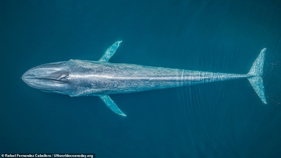 Bức ảnh đạt giải 3 hạng mục Cảnh quan trên mặt nước. Trong ảnh, con cá voi xanh ở ngoài khơi Isla Cerralvo (Mexico).